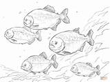 Piranha Coloring Red Pages Shoal Bellied Amazon Animals Rainforest Piranhas Drawing Printable sketch template