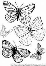 Colouring Butterfly Coloring Pages Printable Butterflies Colour Sheets Adult Drawing Playroom Book Adults Intheplayroom Color Print Sheet Kids Printables Drawings sketch template