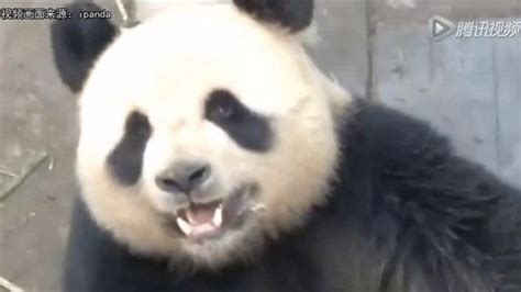 Chinese Panda Lu Lu Shoots To Fame For Record Breaking Sex