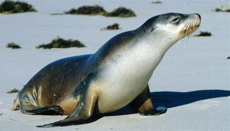 department for environment and water kangaroo island s iconic seal