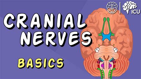 cranial nerve basics   cranial nerves    remember