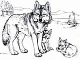 Coloring Wolf Pages Adults Kids Printable Books Beautiful Colouring sketch template