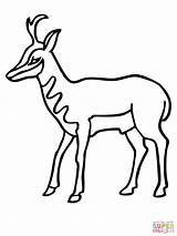 Pronghorn Antelope Coloring Drawing American Clipart Printable Pronghorns Pages Color Drawings Designlooter Version Click Getdrawings Supercoloring Categories 2000px 14kb 1500 sketch template