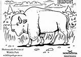 Bison Coloring Resources Natural Pages Getcolorings Large sketch template