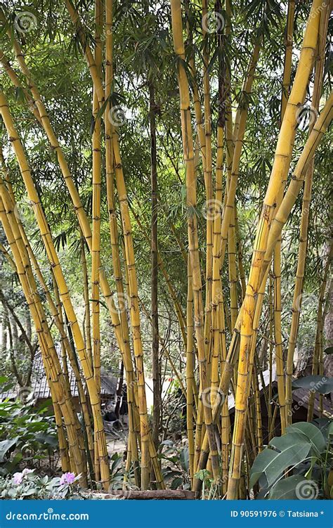 bamboovietnam stock photo image  culture stalk litocolorit