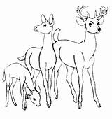 Deer Coloring Pages Tailed Print Tail Printable Family Amelia Color Easy Clip Leave Getcolorings Library Popular sketch template