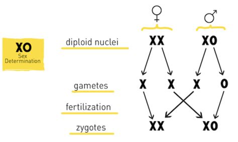 sex determination the x y z s of sex chromosomes hudsonalpha