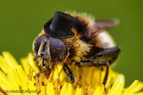 gentleman bee covered  pollen rrealbeesfaketophats