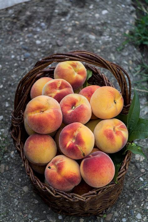 peaches in the basket by babett lupaneszku