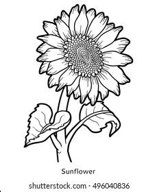 sunflower farm images stock  vectors shutterstock