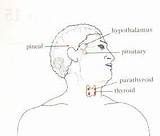 Drawing Gland Pituitary Getdrawings sketch template
