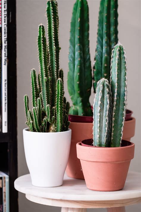 san pedro echinopsis pachanoi cacti cactus plants indoor cactus plants