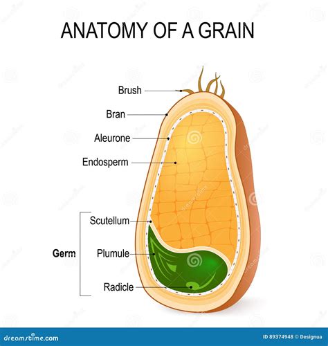 anatomy   grain   seed stock vector illustration