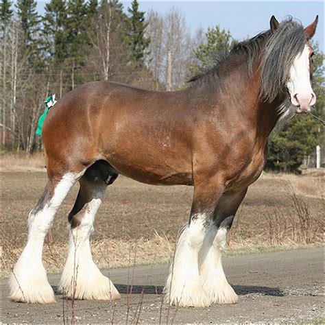 image result  clydesdale horse riding clydesdale horses clydesdale horses