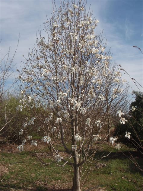 magnolia kobus kobus magnolia north carolina extension gardener