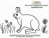 Coloring Hare Snowshoe Wolf Book Animal Woods Animals Choose Board Lynx sketch template