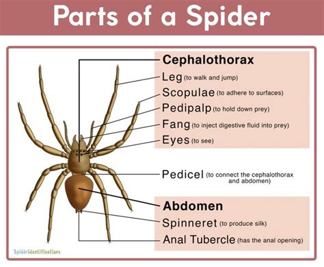 parts   spider   labeled diagram