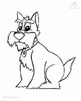 Schnauzer Coloring Pages Getcolorings Miniature Printable sketch template