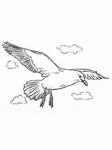 Coloring Pages Seagull Birds Seagulls sketch template