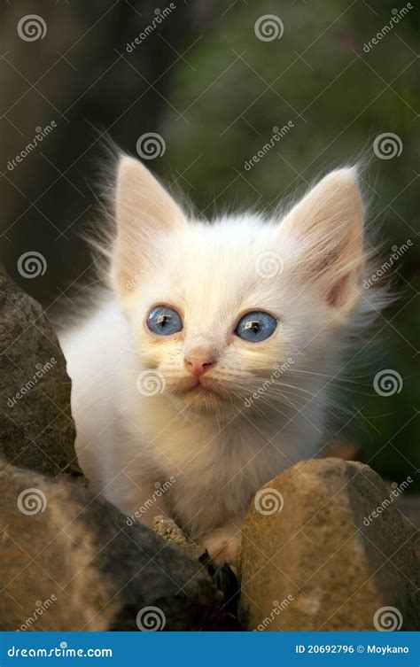 small white cat stock photo image  deaf stone albino