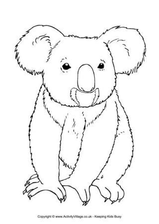 koala colouring pages