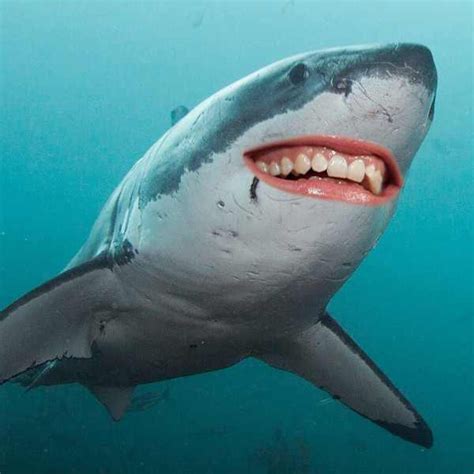 Photos From Guess The Celeb Shark Smiles E Online