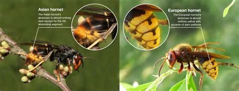 Deadly Asian Hornets That Can Kill With One Sting Are Heading To The