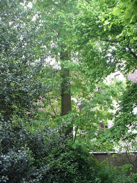 chene rouge damerique schaerbeek rue rasson  quercus rubra inventaire des arbres