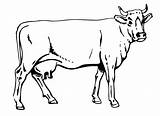 Cow Coloring Pages Printable Kids Outline sketch template