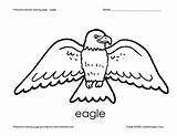 Eagle Coloring Preschool Worksheet Animal Curated Reviewed Pre sketch template