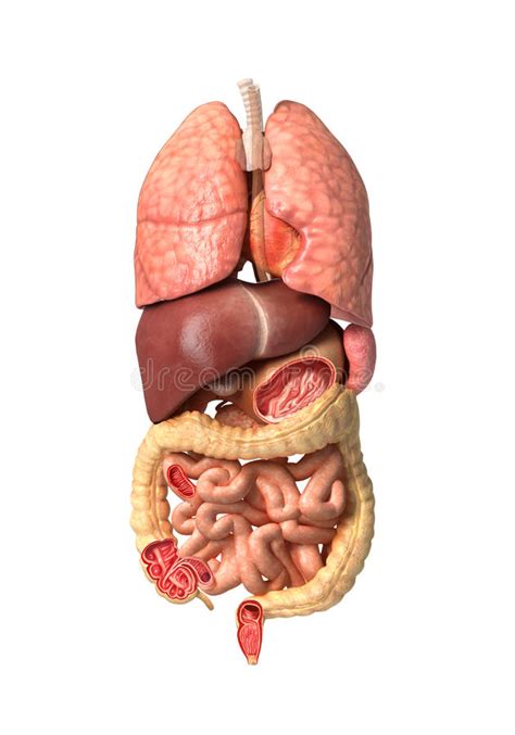 human male anatomy internal organs alone full