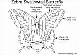 Butterfly Zebra Swallowtail Drawing Enchantedlearning Printout Species Lady Butterflies Genus Animal Zebras Yellow Enchanted Gif Printouts sketch template
