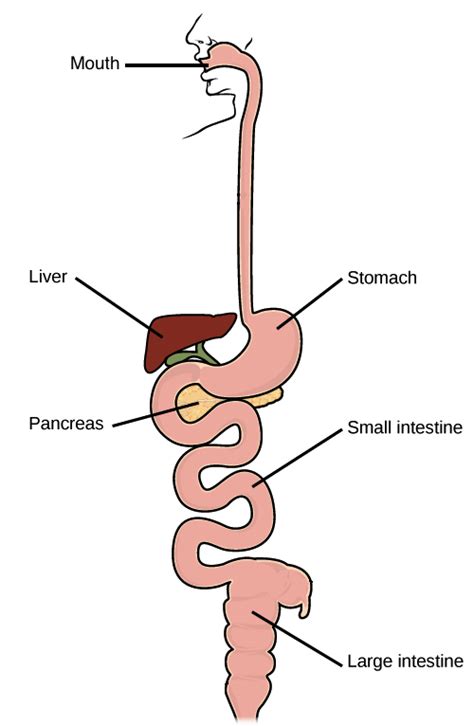 What Is The Relationship Between Cells Tissues Organs Organ Systems