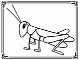 Grasshopper Coloring Pages Cricket Insect Cartoon Kids Drawing Sheets Template Library Clipart sketch template