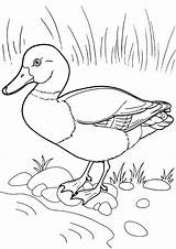Duck Mandarin sketch template