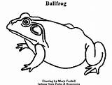 Coloring Bullfrog 61kb 385px sketch template