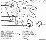 Coloring Cell Ameba Biology Amoeba Diagram Human Label Sketch Worksheet Worksheets Color Protist Protists Pages Biologycorner Science La Answer Life sketch template