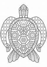Tartarughe Adulti Turtles sketch template