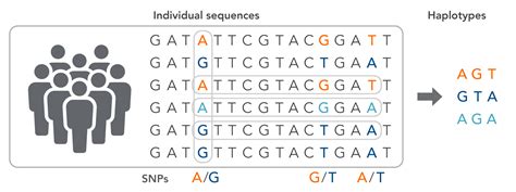 genotyping terminology idt