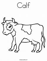 Calf Coloring Cow Moo Colouring Pages Drawing Cartoon Outline Clipart Kids Noodle Print Twistynoodle Cows Favorites Login Add Built California sketch template