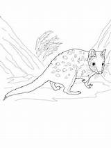 Quoll Coloring Eastern sketch template