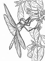 Dragonfly Libelle Bloem Blume Libellen Kleurplaten Malvorlage sketch template