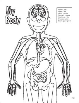 basic anatomy coloring page   time  learn tpt