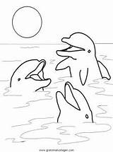 Delphine Delfine Malvorlage Tiere Kategorien sketch template
