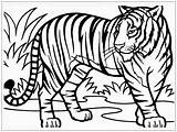 Mewarnai Tigre Harimau Hewan Sketsa Muka Binatang Pintar Kartun Hutan Mewarnaigambar Dilindungi Singa sketch template