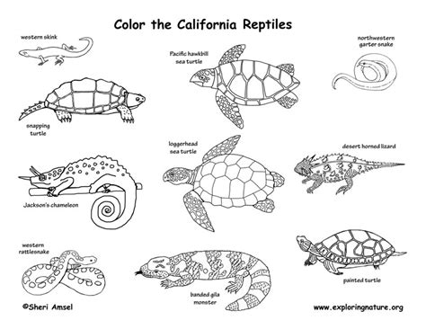 california habitats mammals birds amphibians reptiles