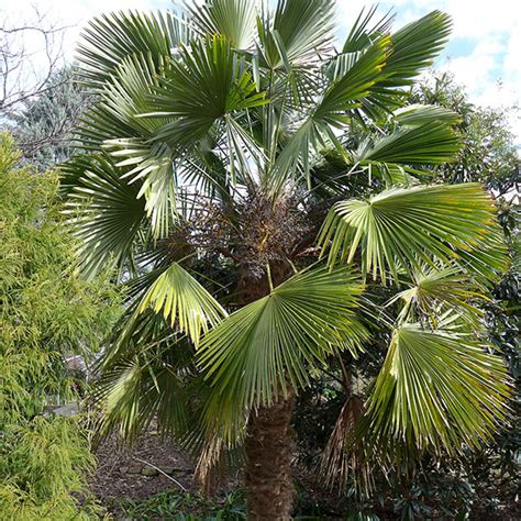 grow windmill palm tree trachycarpus fortunei