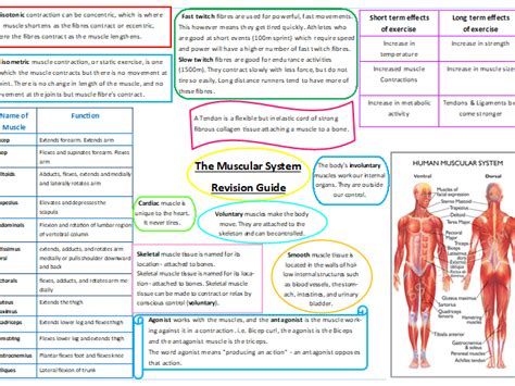 gcse pe revision guide teaching resources