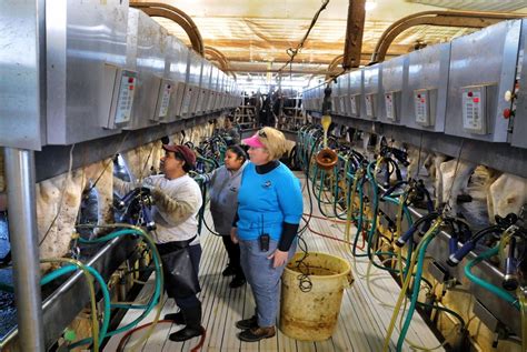 Where Are Lancaster County S Largest Dairy Farms Are They Escaping The