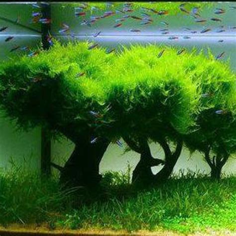 java moss aquatic plants